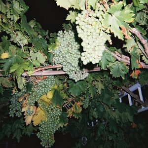 义子伦理解说网站
